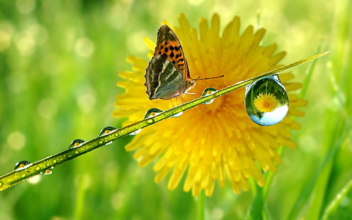 kupu-kupu, tetesan air, makro, alam, tanaman liar berbunga kuning cerah, Wallpaper HD HD wallpaper