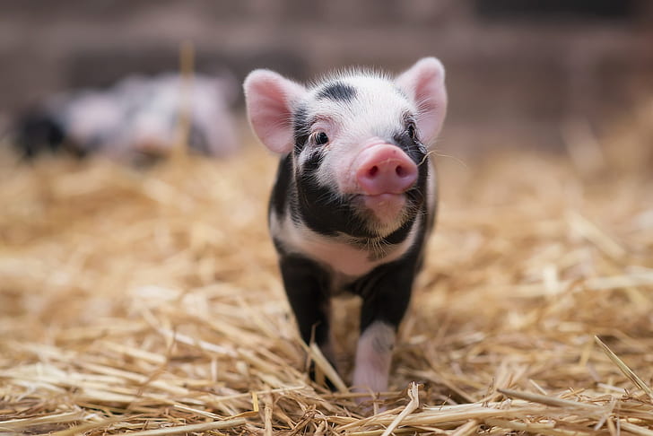 Animal, Pig, Baby Animal, HD wallpaper