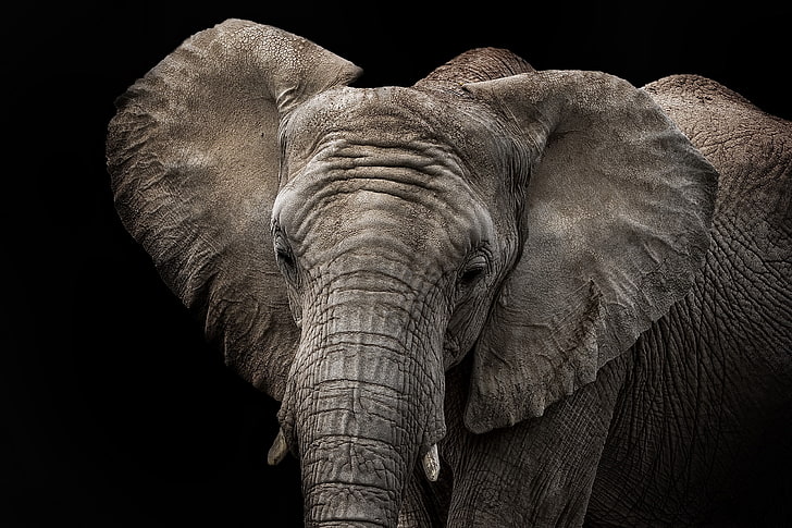 hewan, gajah, latar belakang hitam, closeup, Wallpaper HD