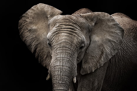animales, elefante, fondo negro, primer plano, Fondo de pantalla HD HD wallpaper