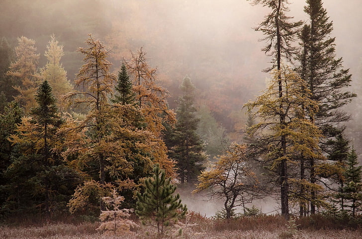paisaje, árboles, bosque, niebla, naturaleza, Fondo de pantalla HD
