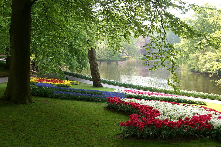 白と赤のチューリップの花、緑、草、葉、木、花、枝、池、公園、チューリップ、オランダ、カラフルな水仙、ベッド、キューケンホフ、 HDデスクトップの壁紙