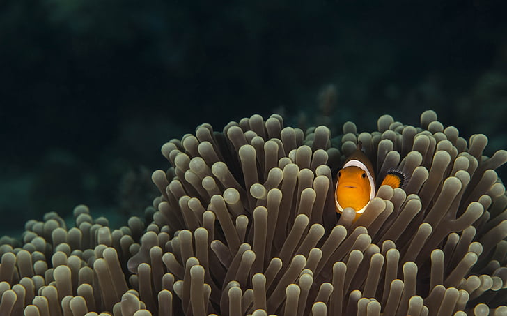 التصوير تحت الماء لأسماك المهرج البرتقالية المختبئة في الشعاب المرجانية البنية ، تحت الماء ، الطحالب ، الأسماك ، HD ، 8K، خلفية HD
