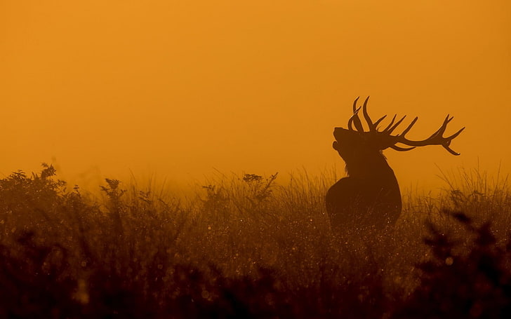 Elk Animal photography theme HD Wallpaper 03, silhouette of deer |  Wallpaperbetter