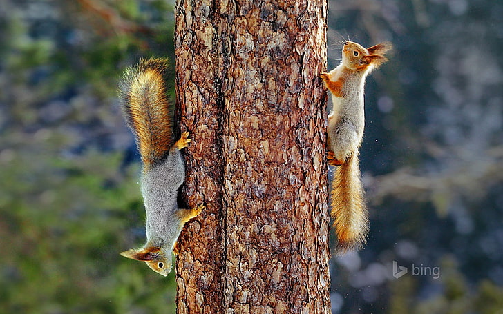 Eurasian red squirrels in Finland-2016 Bing Deskto.., HD wallpaper