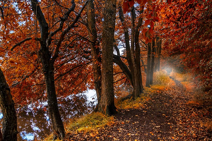 jesień, las, liście, drzewa, mgła, jezioro, odbicie, Natura, spadające liście, gaj, ścieżka, Tapety HD