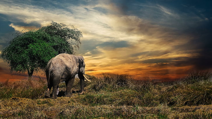 elephant, trees, grass, sky, wildlife, grassland, indian elephant, wilderness, asia, dusk, tree, grazing, HD wallpaper