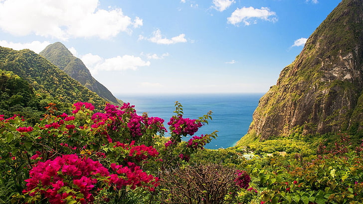 flora, petit piton, summer, panorama, view, bay, pitons bay, tourism, gros piton, santa lucia, plant, bougainvillea, sky, wildflower, coast, mountain, st lucia, wilderness, tropical, flower, tropical island, HD wallpaper