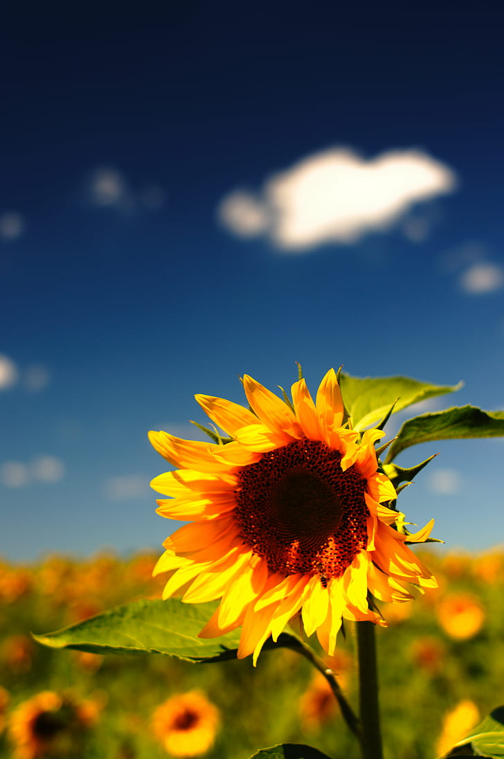 tilt shift lens photography of sunflower, excess, tilt shift lens, photography, sunflower, d5100, digital, nikkor, 35mm, f/1.4, ai, dof, bokeh, sunflowers, field, russia, hoya, pl, polarizer, filter, gimp, ufraw, cc0, copyright, copyleft, image, photo, explore, nature, yellow, agriculture, summer, flower, plant, rural Scene, sky, outdoors, farm, growth, seed, meadow, HD wallpaper