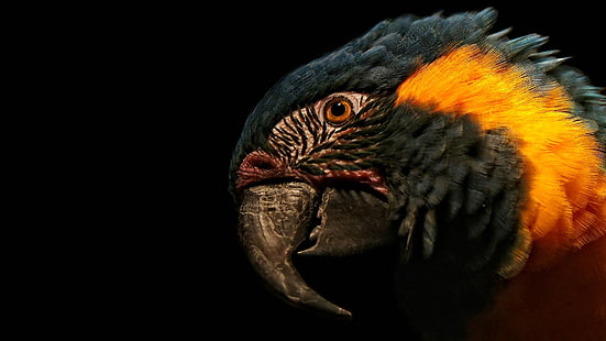 macaw blu-e-giallo, becco, piume, pappagallo, primo piano, testa, Sfondo HD HD wallpaper