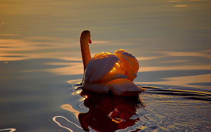 white duck, WATER, WHITE, WINGS, RUFFLE, REFLECTION, POND, SUNSET, LIGHT, FEATHERS, DAWN, SWAN, HD wallpaper