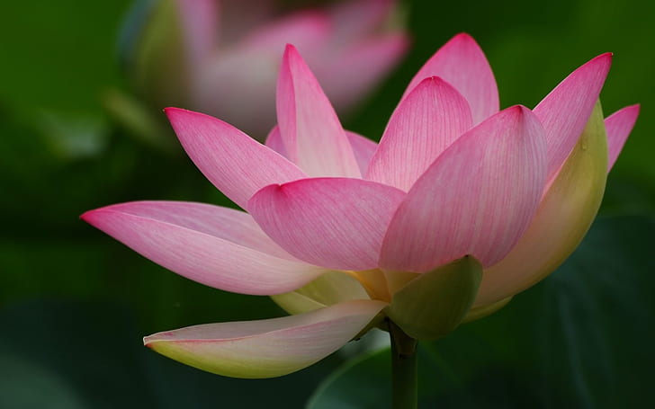 Lotus macro photography, pink full bloom flower, Lotus, Macro, Photography, HD wallpaper