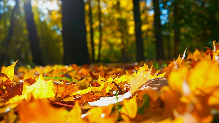 黄色の葉、秋、落葉樹、木、日光、森林、 HDデスクトップの壁紙
