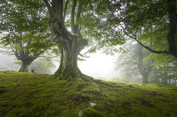 дървета, пейзаж, природа, мъгла, мъх, зеленина, HD тапет