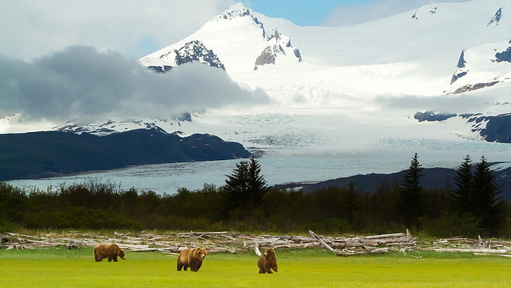 3 갈색 곰, 풍경, 자연, 동물, 구름, 곰, 산, HD 배경 화면