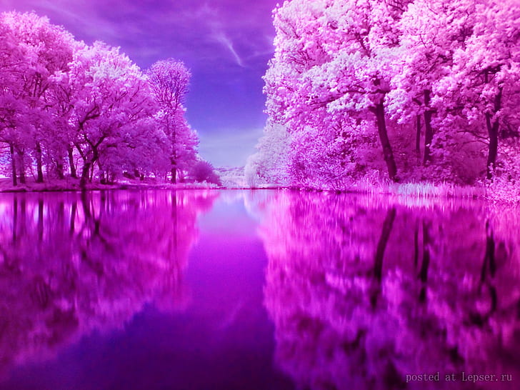 awan danau Refleksi merah muda Alam Lainnya HD Seni, alam, Awan, danau, PINK, ungu, Cermin, Wallpaper HD