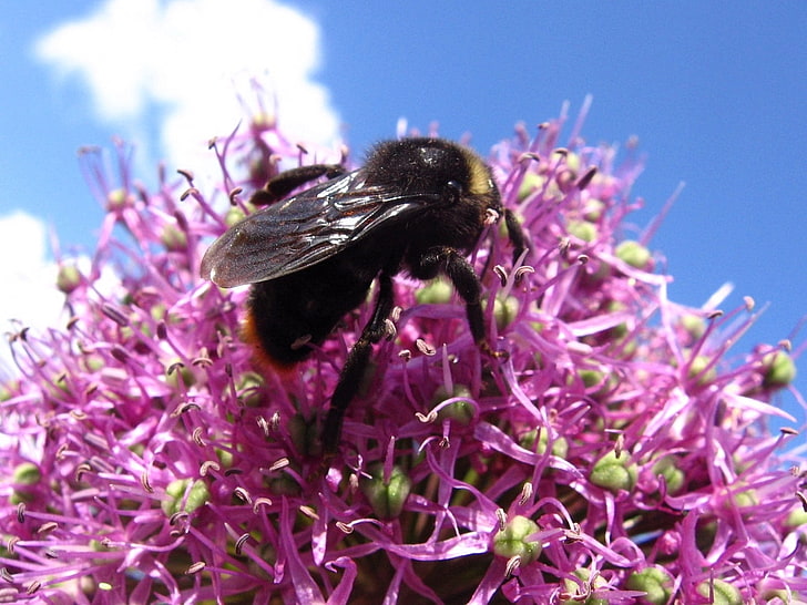 abejorro negro y amarillo, abejorro, flor, volador, rayado, insecto, Fondo de pantalla HD