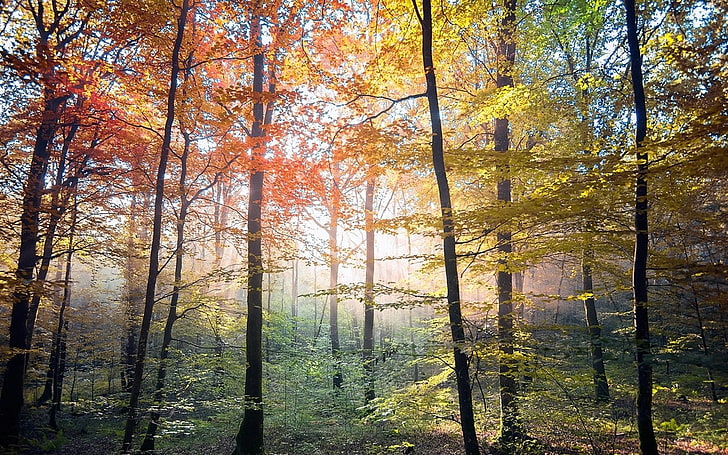 природа, пейзаж, красочно, деревья, осень, лес, солнечный свет, туман, HD обои