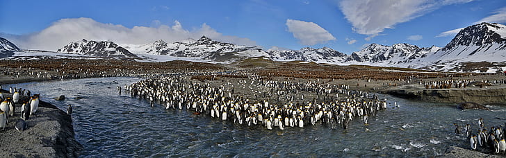 King Penguins, St. Andrews Bay, South Georgia and South Sandwich Islands, group of penguin, King, Penguins, St, Andrews, Bay, South, Georgia, Sandwich, Islands, HD wallpaper