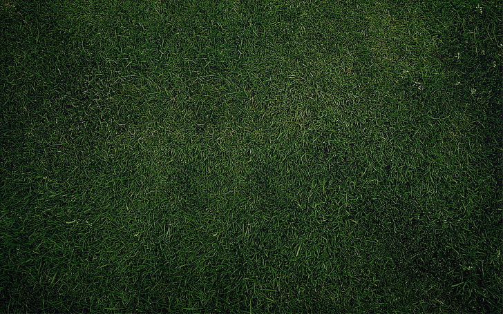 green grass, grass, green, texture, nature, plains, HD wallpaper
