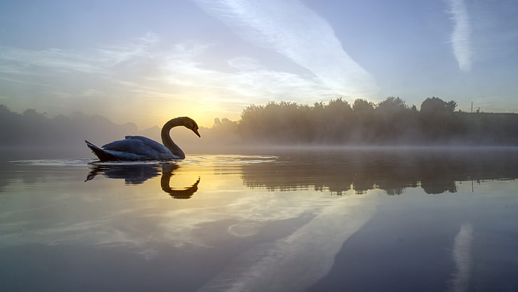 white swan, swan, nature, water, sky, animals, HD wallpaper