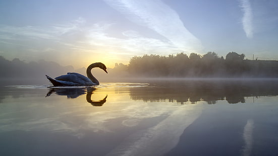 белый лебедь, лебедь, природа, вода, небо, животные, HD обои HD wallpaper