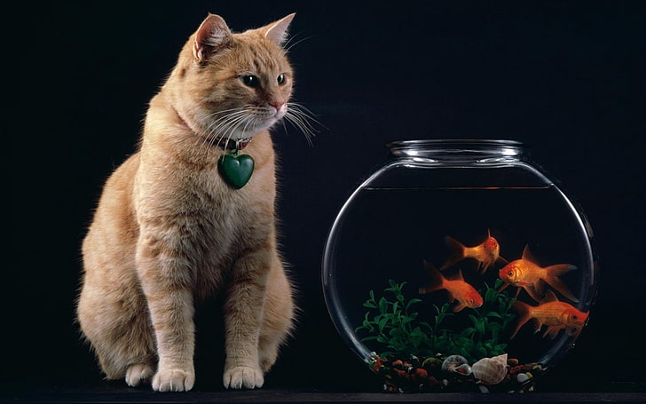 оранжевый полосатый кот, кот, аквариум, рыба, подвеска, HD обои