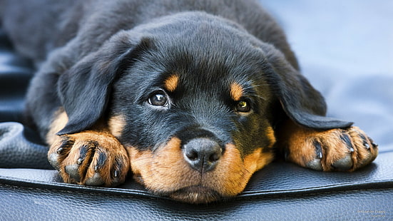 Cachorro Rottweiler, Perros, Fondo de pantalla HD HD wallpaper