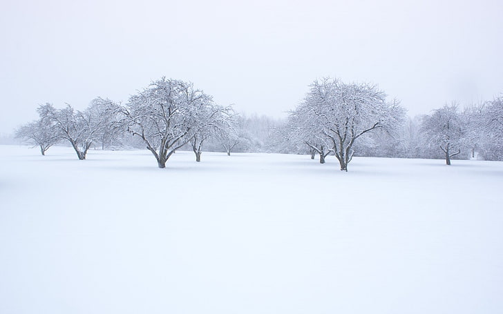 winter, snow, trees, landscape, HD wallpaper