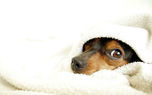 Covered up dog, brown and black dachshund, animals, 1920x1200, HD wallpaper HD wallpaper