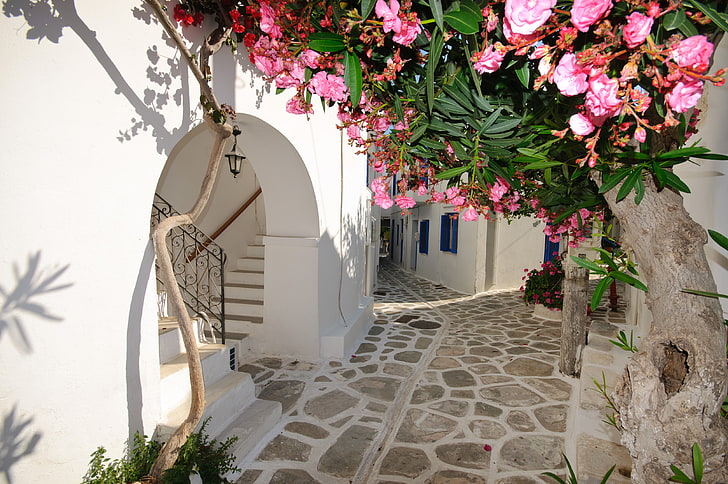 цветущее дерево с розовыми лепестками, цветы, дом, Санторини, Греция, HD обои