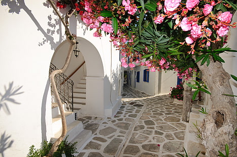 arbre en fleurs pétale rose, fleurs, maison, Santorin, Grèce, Fond d'écran HD HD wallpaper