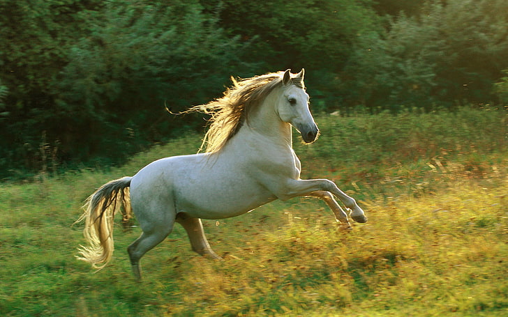 kuda putih, kuda, padang rumput, berlari, Wallpaper HD
