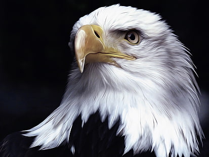  Birds, Bald Eagle, Artistic, Bird, Digital Art, Oil Painting, HD wallpaper HD wallpaper