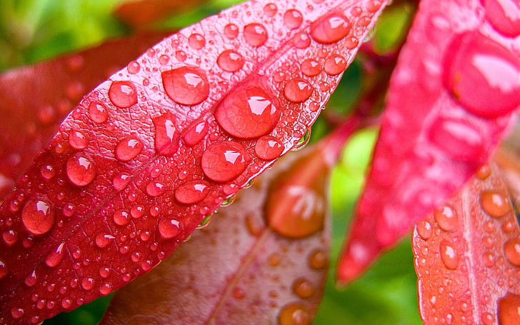 Red leaf with water droplets, Red, Leaf, Water, Droplets, HD wallpaper