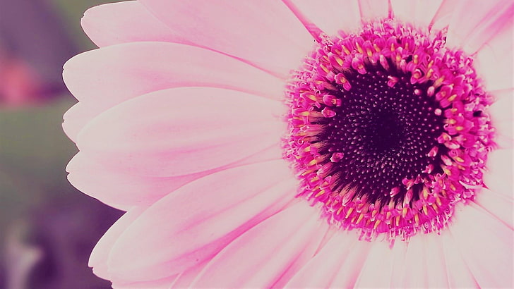 flower, daisy, gerbera, HD wallpaper