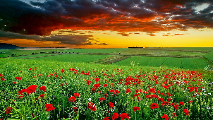 sky, field, poppy field, wildflower, meadow, grassland, flower, poppies, poppy, summer, sunset, landscape, grass, afterglow, flower field, HD wallpaper