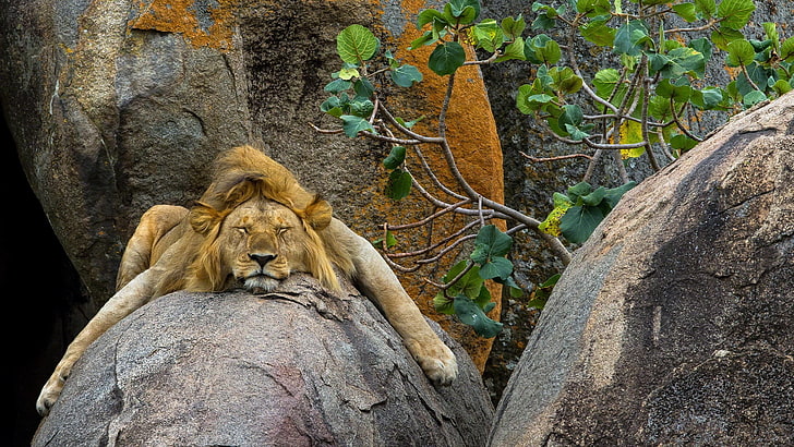brown lion, brown lion on rock, nature, animals, trees, sleeping, lion, rock, leaves, HD wallpaper