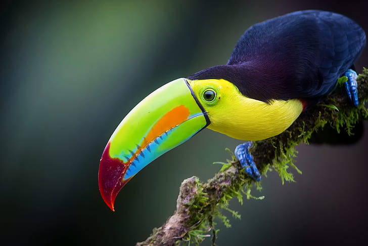 pássaro, filial, selva, tucano, tucano iridescente, HD papel de parede