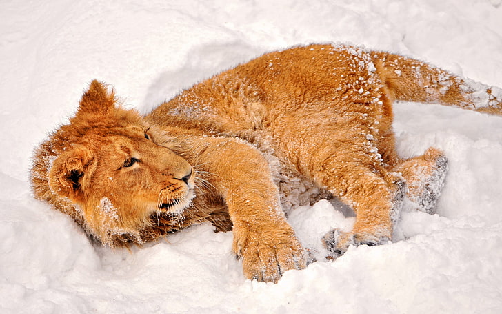 djur, lejon, snö, HD tapet