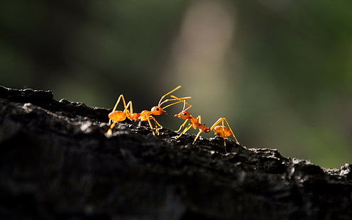 животные, перепончатокрылые, экофиллы, макро, муравьи, HD обои HD wallpaper