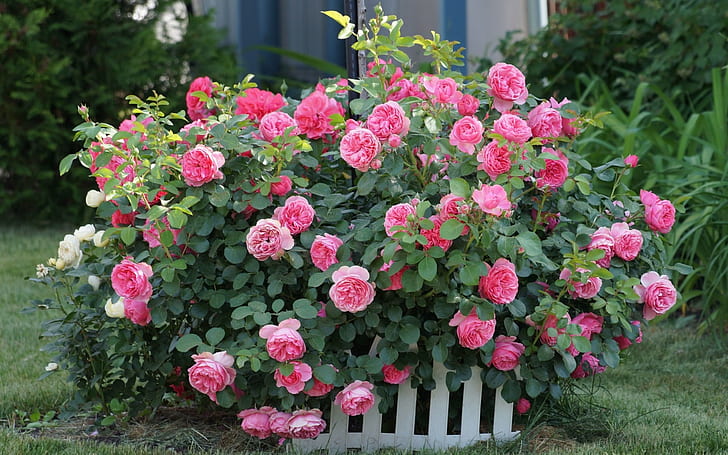 Pink flowers, roses, fence, grass, garden, Pink, Flowers, Roses, Fence, Grass, Garden, HD wallpaper