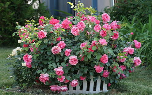 Розови цветя, рози, ограда, трева, градина, розово, цветя, рози, ограда, трева, градина, HD тапет HD wallpaper