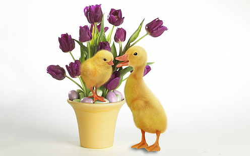 Cute-ducks, dos patitos amarillos, pájaros, lindos, patos, animales, Fondo de pantalla HD HD wallpaper