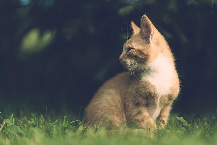 adorable, animal, blurred background, cat, close up, cute, daylight, domestic, fur, garden, grass, kitten, mammal, outdoors, pet, portrait, side view, whiskers, HD wallpaper