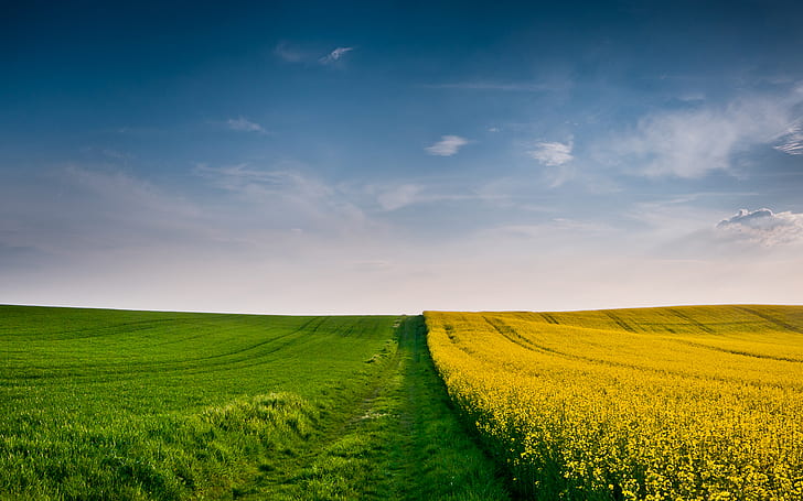 wheat, field, autumn, the sky, grass, clouds, yellow, green, the wind, cloud, spikelets, ears, spike, fields, HD wallpaper