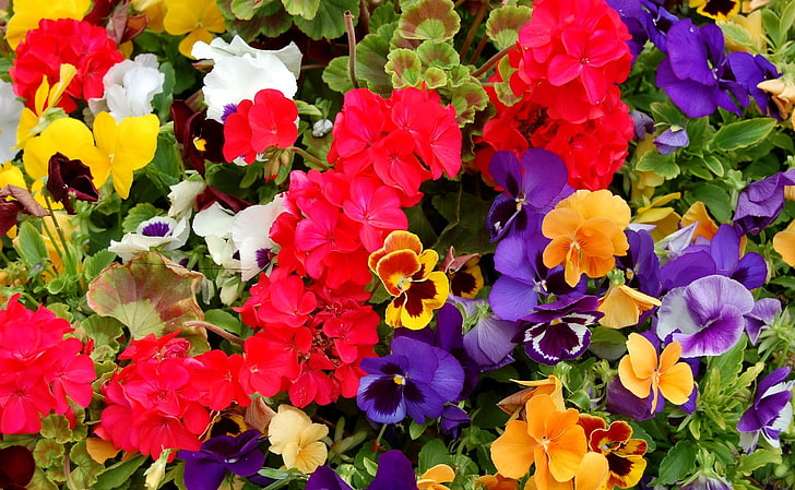 assorted-color flowers, pansies, geraniums, flowers, colorful, different, lot, HD wallpaper