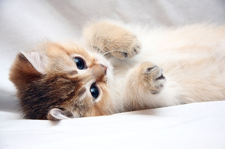 brown tabby kitten, cat, kitten, cute, foot, face, HD wallpaper