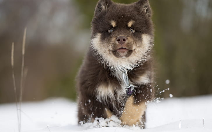 Финландско кученце Lapphund, кученце, HD тапет