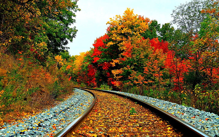 зелени и кафяви дървета, листа на железопътна линия, железопътна линия, есен, дървета, растения, пейзаж, HD тапет